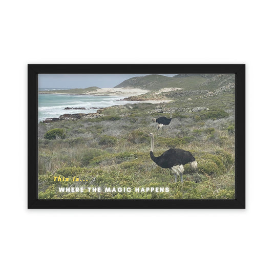 Cape Ostriches Framed Poster